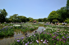 大阪城北公園　花菖蒲園　全景
