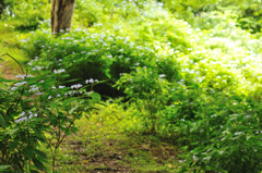 野の花　六甲山の紫陽花～2