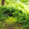 野の花　六甲山の紫陽花～2