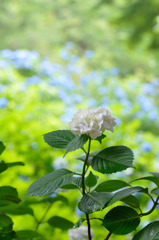 光　　六甲山の紫陽花～1