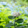 光　　六甲山の紫陽花～1