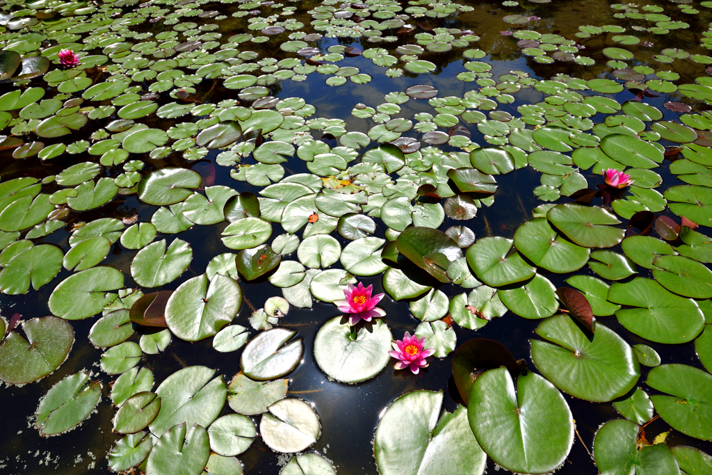 water lily