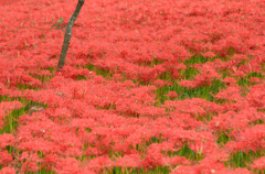 巾着田の彼岸花-10