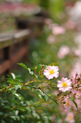 二つの目　～ROSE Fantasy 9～