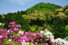 三室戸寺にて④