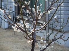 2010年02月09