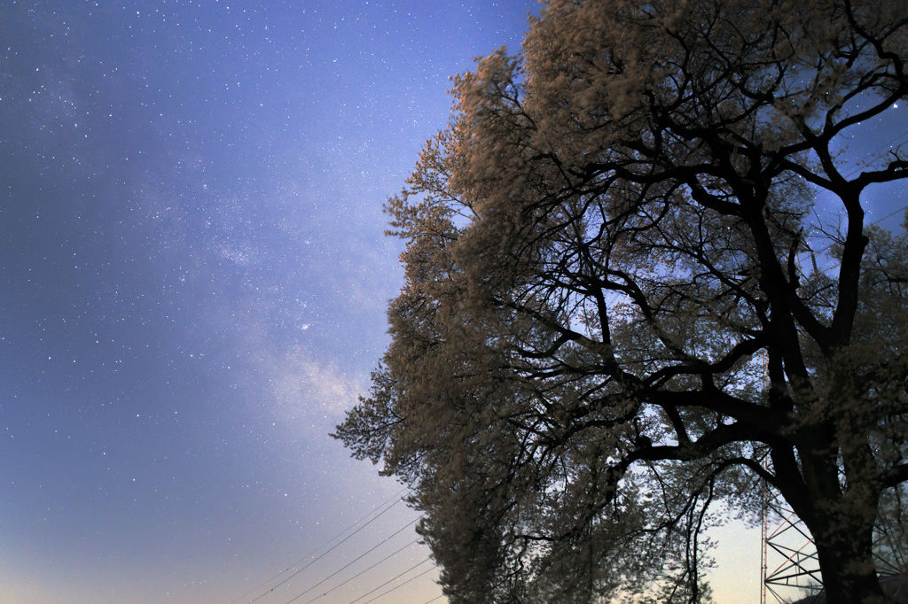 さくら咲く星空