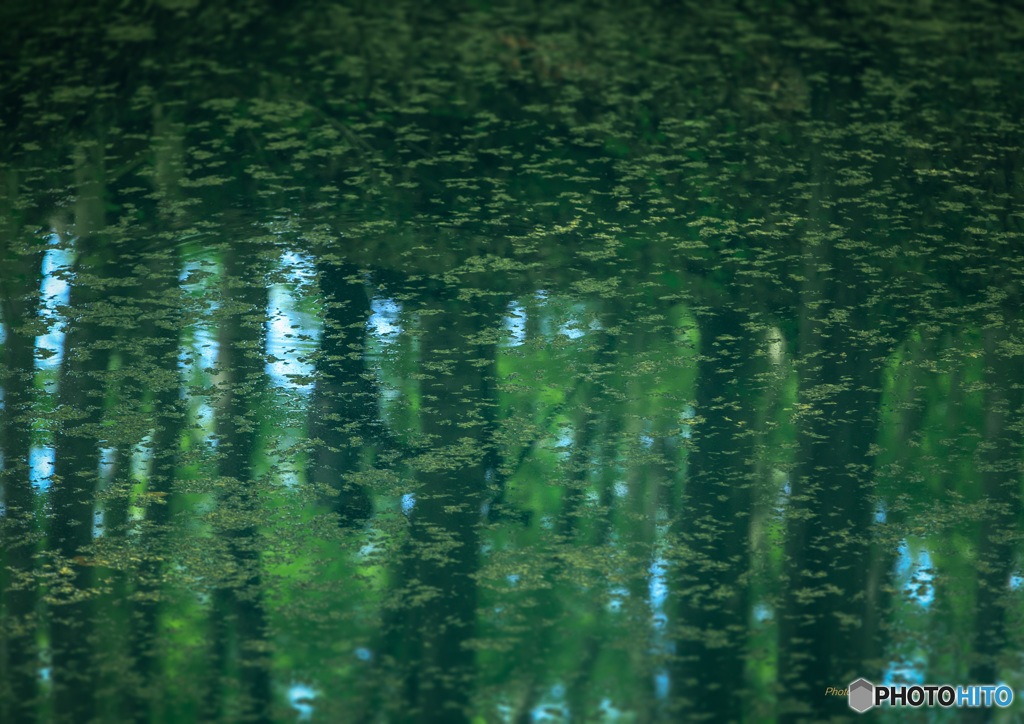 fresh green