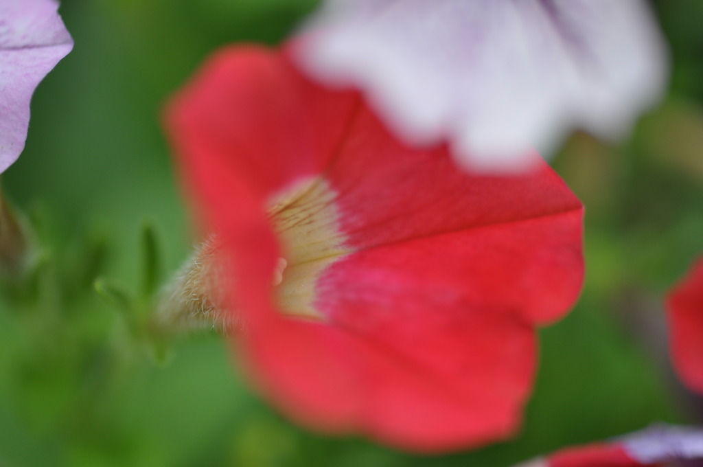 DSC_2412