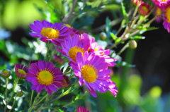DSC_5413(1)