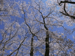 桜の森・・木々の囁き