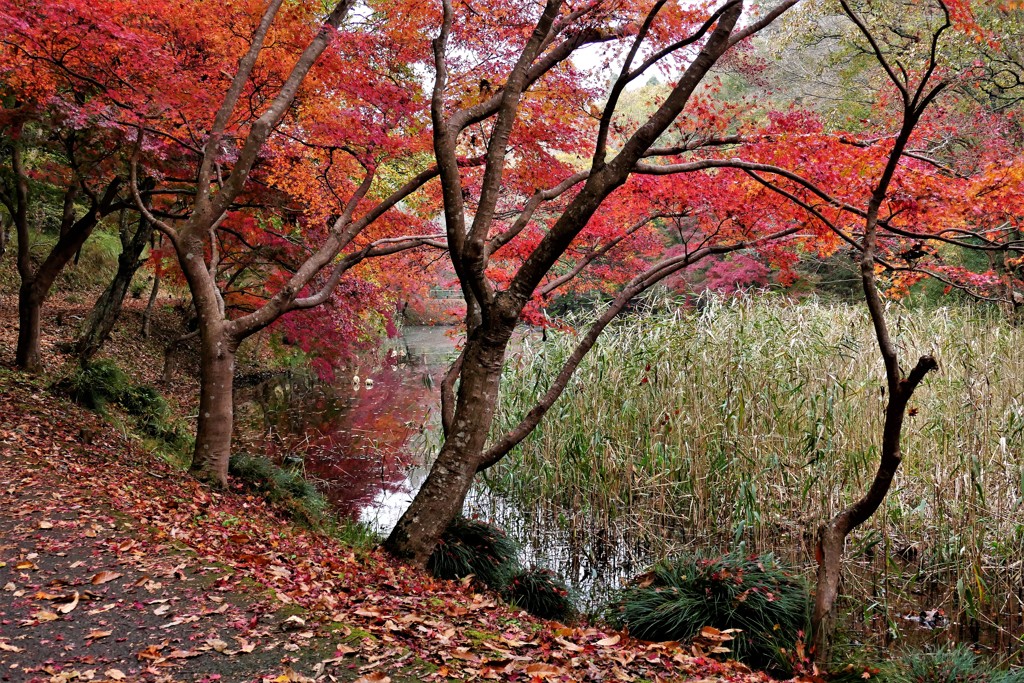 池の端にて