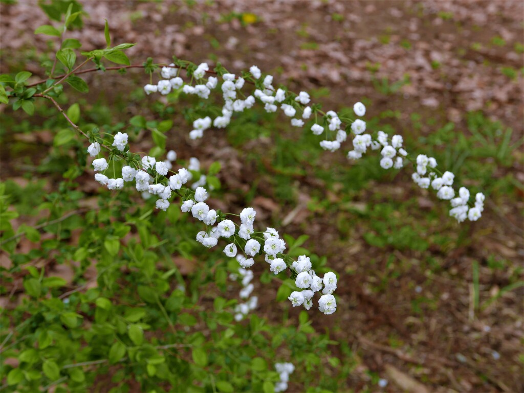 令和の春・・野に咲く花