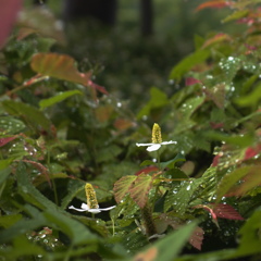 梅雨に唄って…