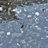 水溜まりに現れました！