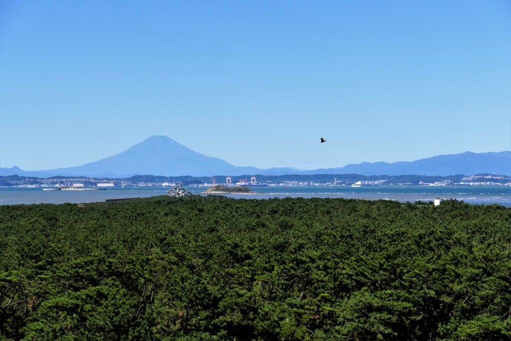 富士・東京湾・岬の松