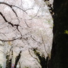 sakuraの似合う街通り
