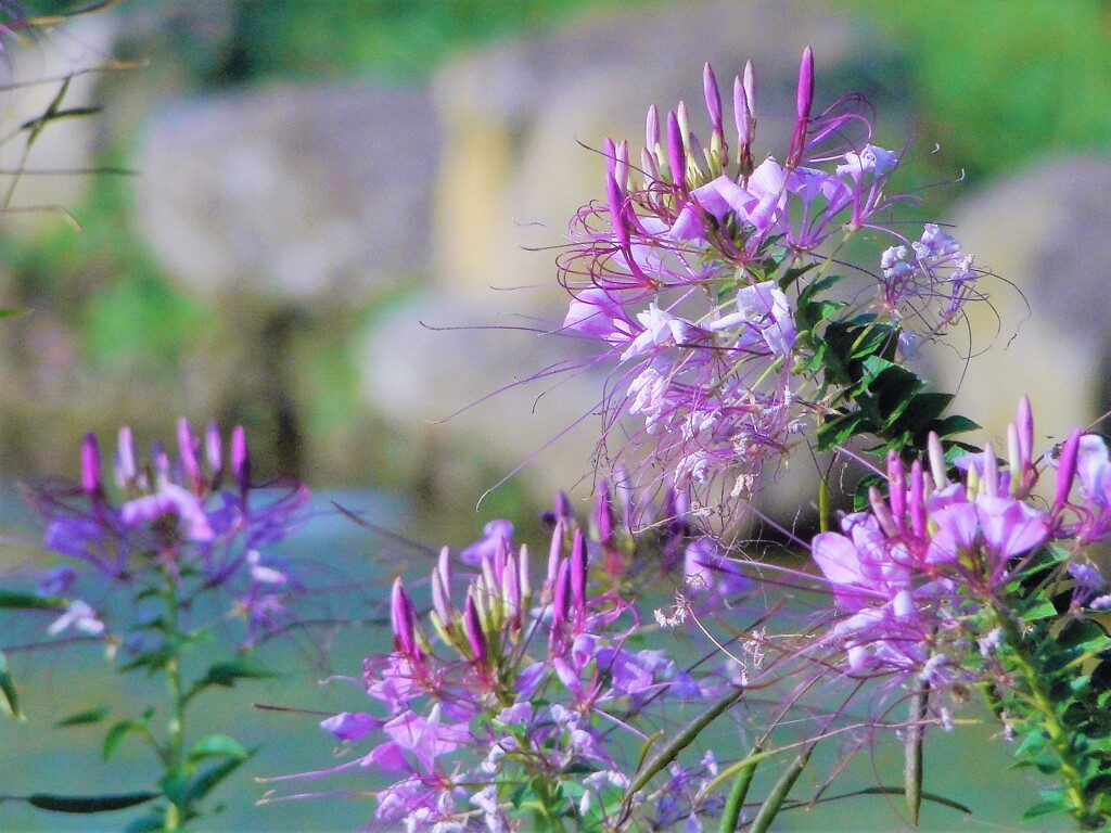 ほつれ美の花