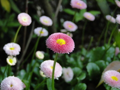 ディズニーランドの花