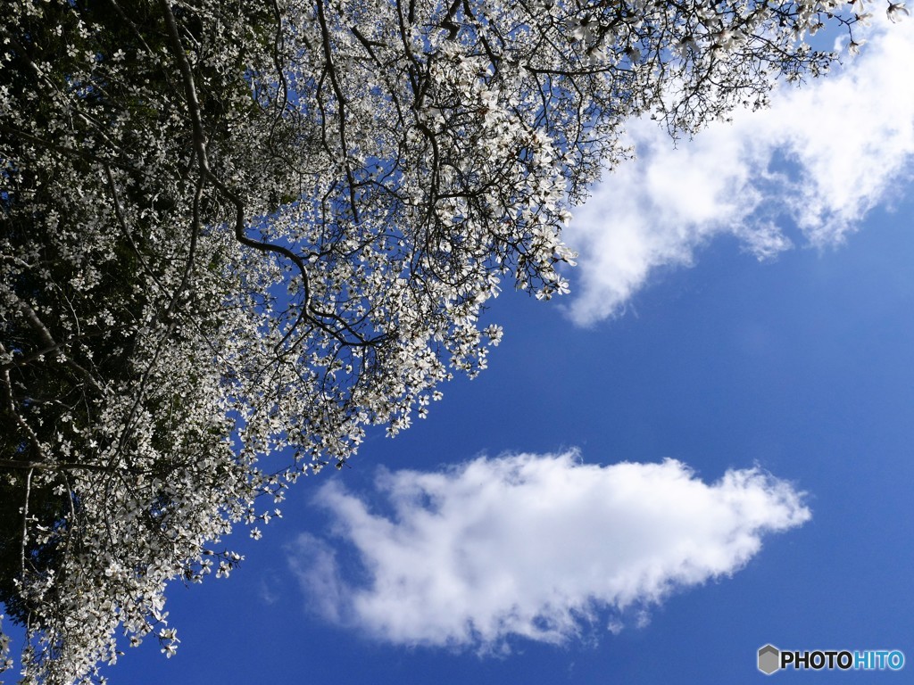 コブシ咲く～春なのに・・・