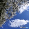 コブシ咲く～春なのに・・・