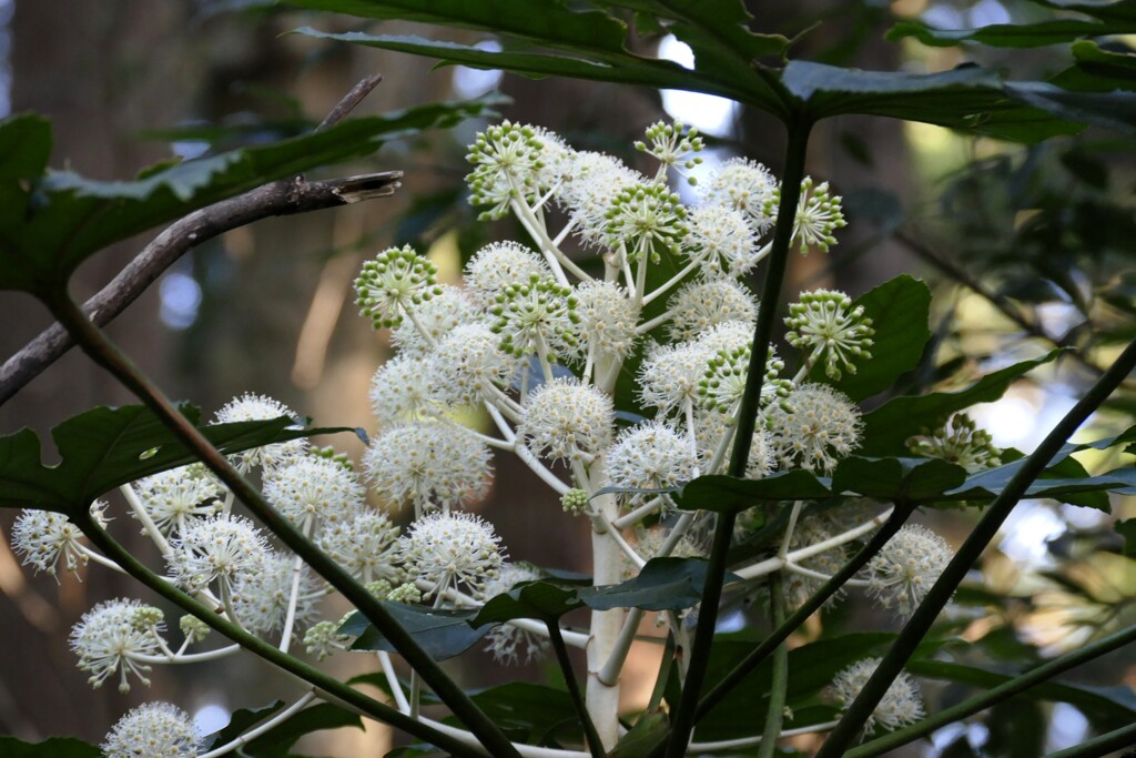 冬の散歩道にて