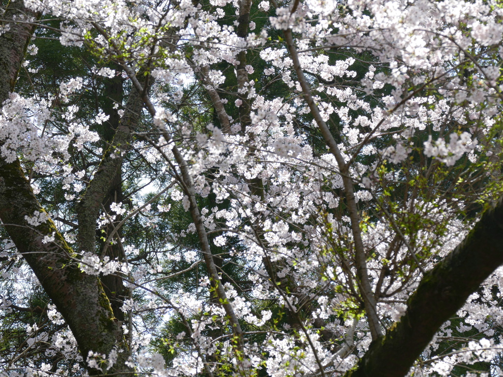 ぼたん雪のように