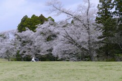 散り際の美しさに魅せられて