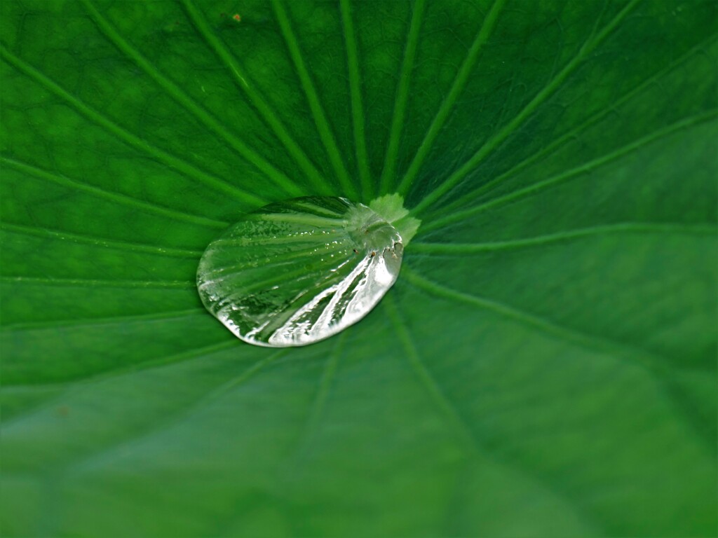 光も集めて