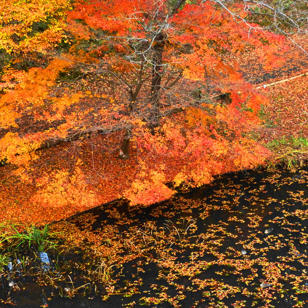 ”ふぃなーれ”