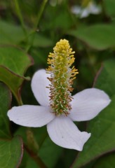 梅雨時の花といえば・・・