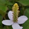 梅雨時の花といえば・・・