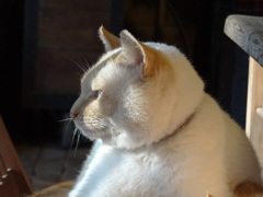 ブーちゃんだけどキリッとなかなかの面構えです。