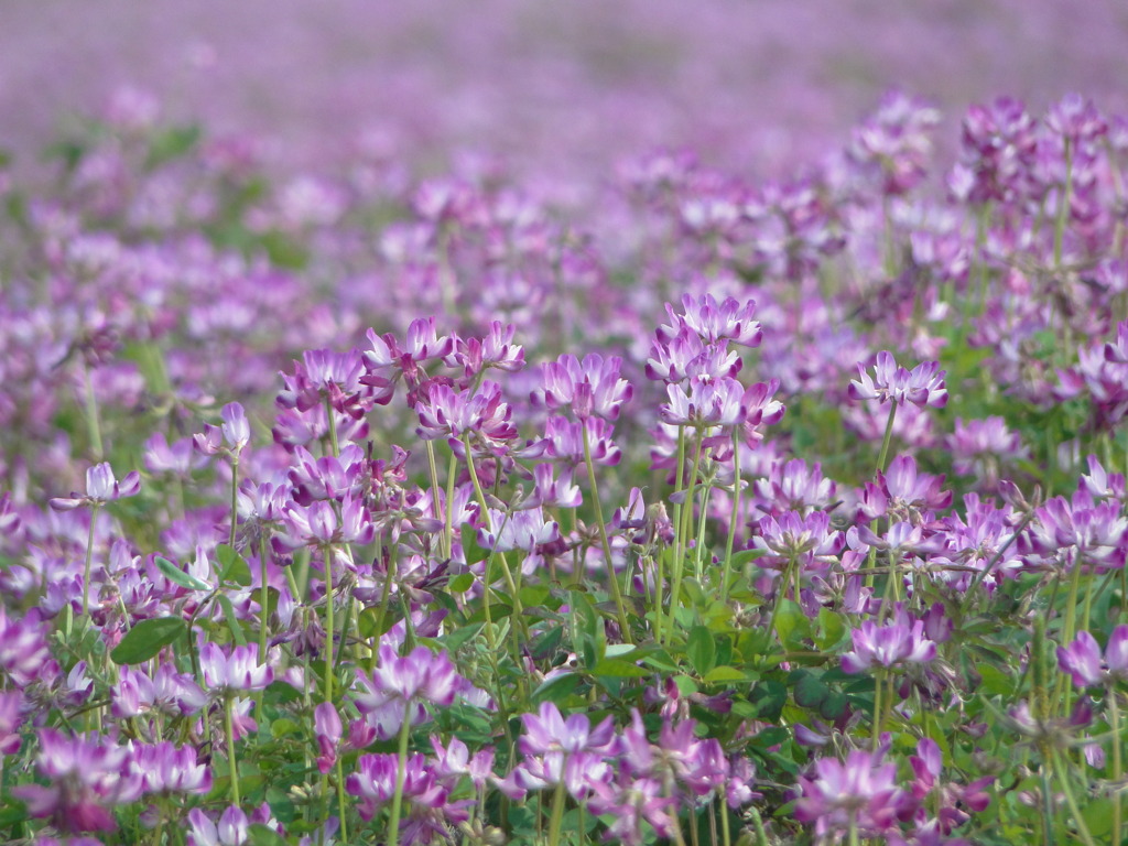 5月5日、田んぼにレンゲがいっぱいでした
