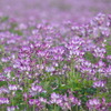 5月5日、田んぼにレンゲがいっぱいでした
