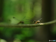 木洩れ日に陽炎？かげろう……蜻蛉でした。