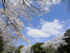 青い空、白い雲、そよぐ風に満開の桜・さくら・サクラ