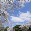青い空、白い雲、そよぐ風に満開の桜・さくら・サクラ