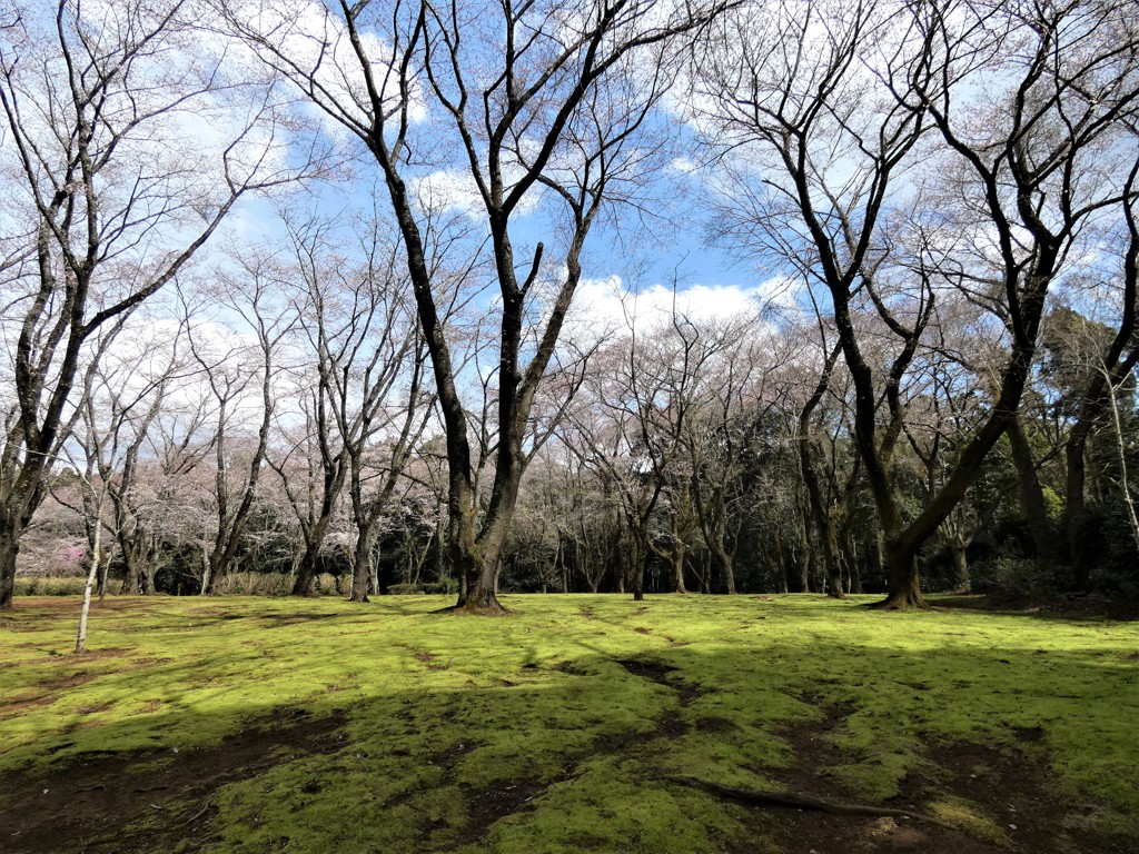 森はこれからが盛りです（＾－＾）