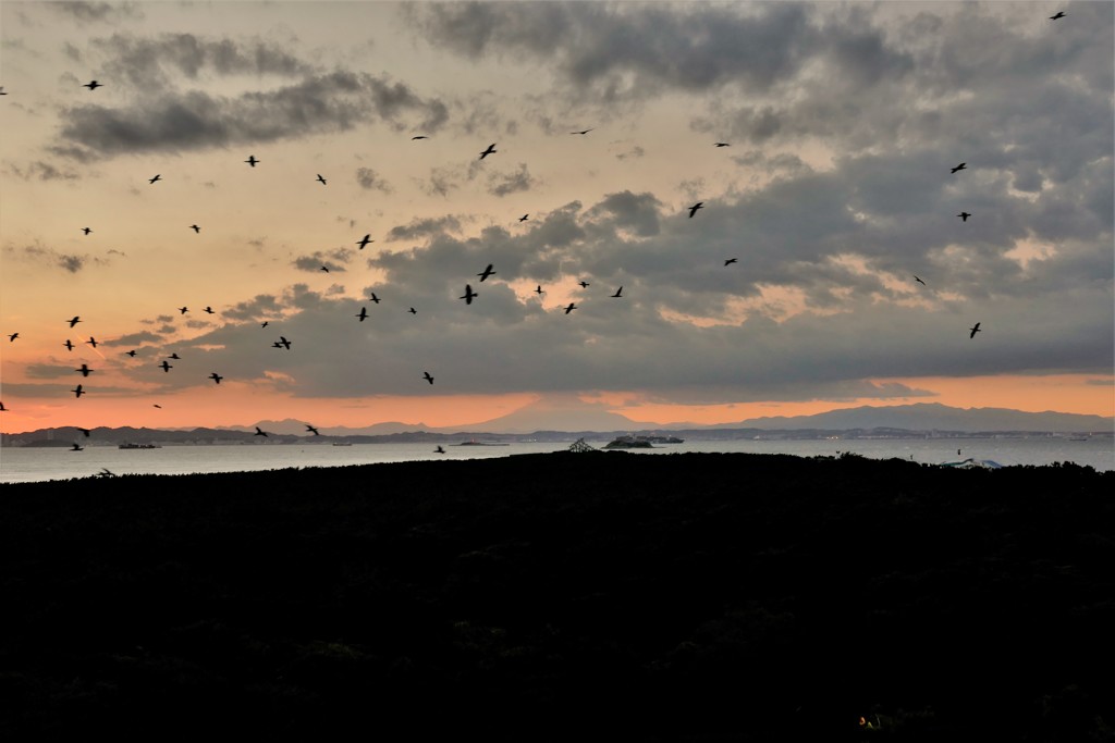 岬の夕景・・・海鳥と富士と