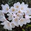 『胴ぶき桜』っていうんですね（＾－＾）