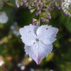 母に捧げたい勲章(^O^)
