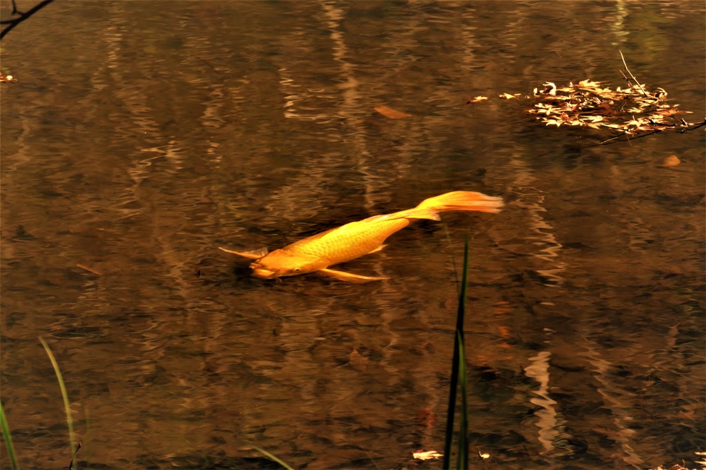 金鯉の池