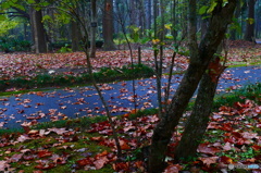 枯れ葉の流れる川の様でした(^O^)