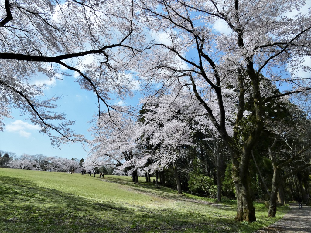 今年も素晴らしい桜でした
