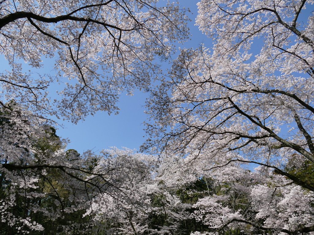 2015年　春　桜　最終回
