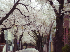 桜通りです。