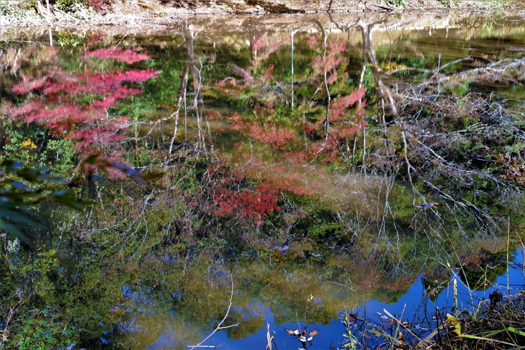 青天をゆらゆら映して