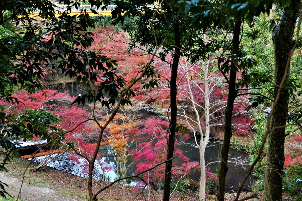 向こうの紅葉