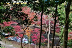 向こうの紅葉